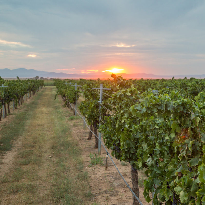 Vineyards | Arizona Wine