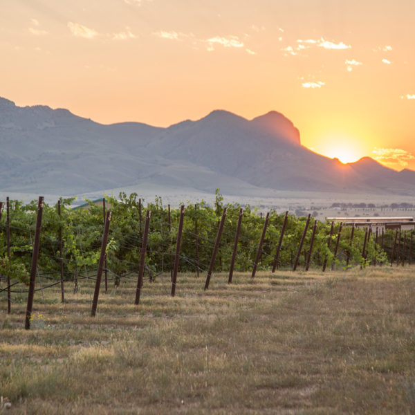 Vineyards | Arizona Wine